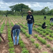 Agriculture