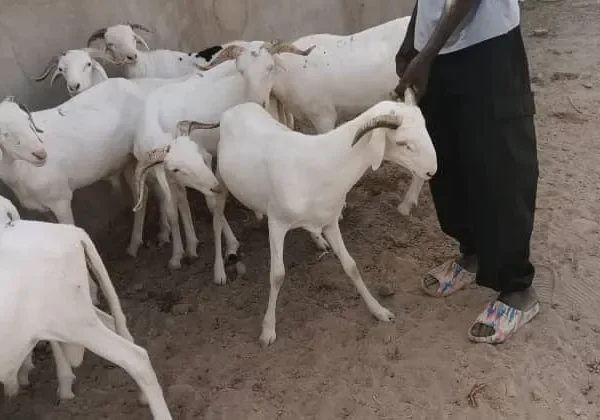 2024 Eid Ram Sales