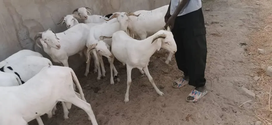 2024 Eid Ram Sales